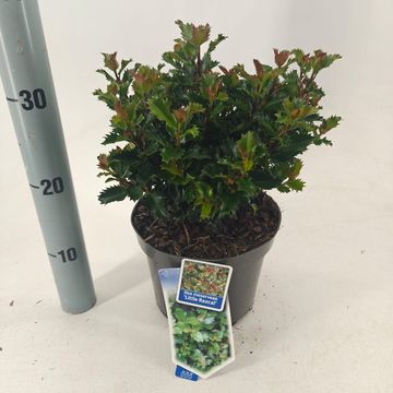 Ilex x meserveae LITTLE RASCAL