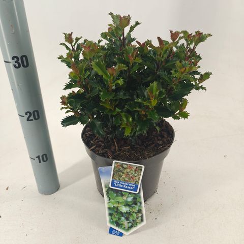 Ilex x meserveae LITTLE RASCAL