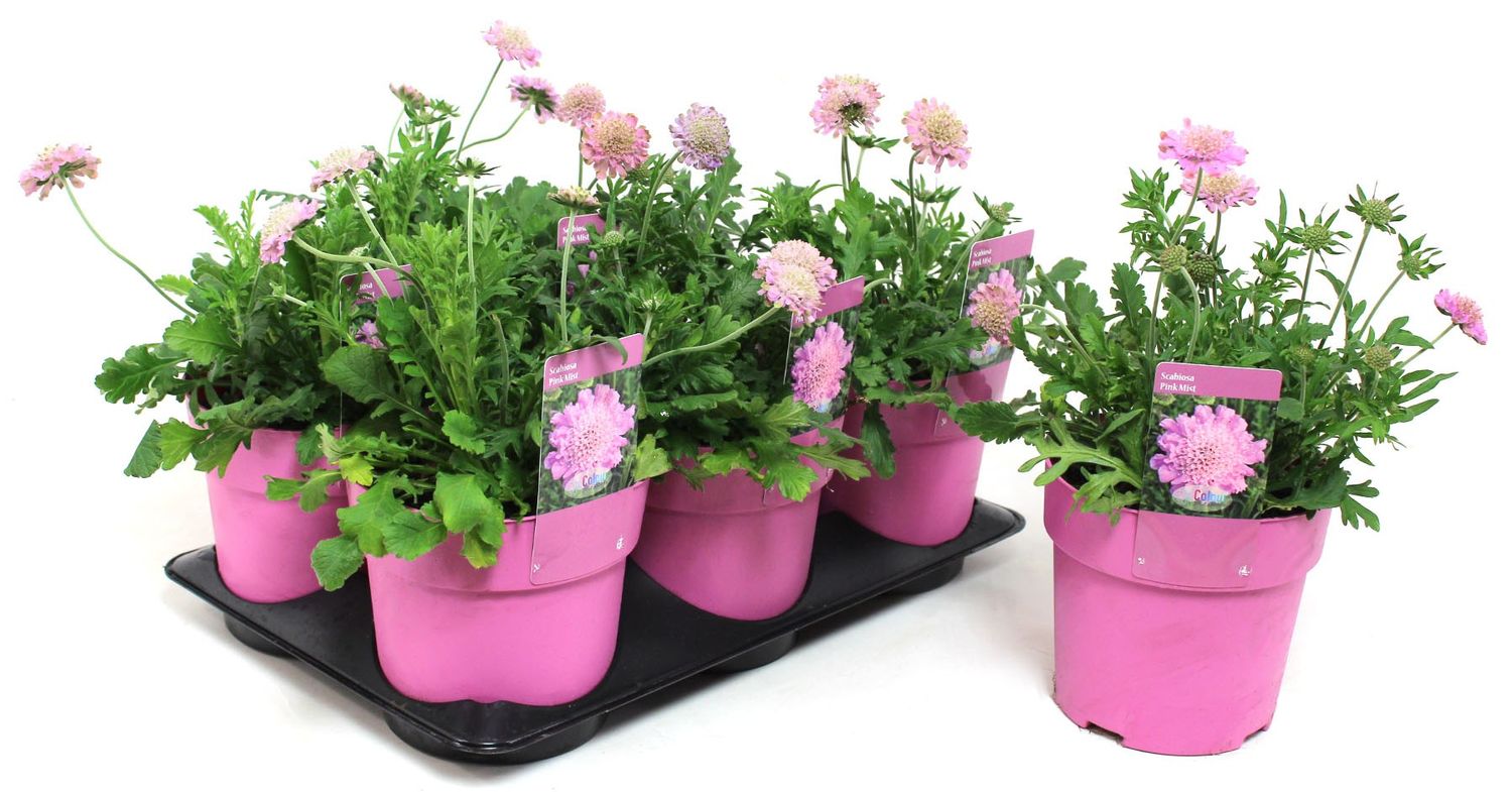 Buy pincushion flower or scabious Scabiosa 'Pink Mist