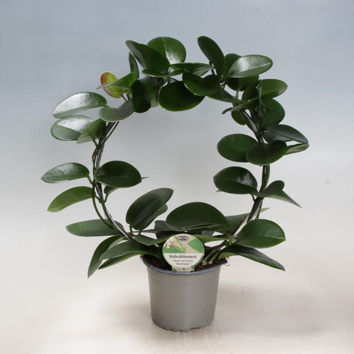 Hoya australis — Toptan Bitki Satışı FlorAccess