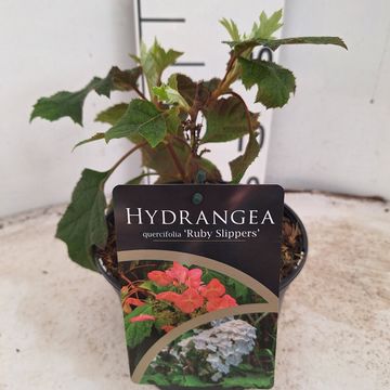Hydrangea quercifolia 'Ruby Slippers'