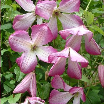 Clematis I AM LADY Q (Vt)