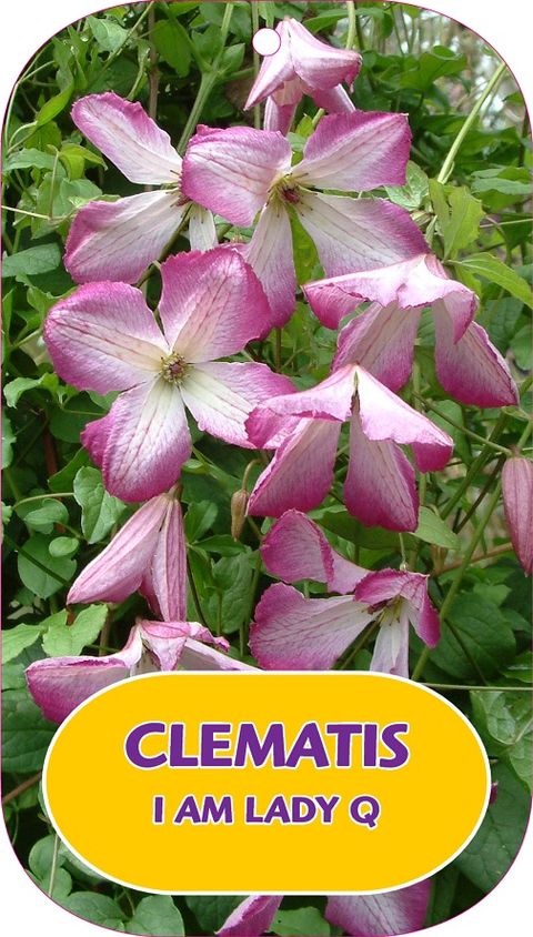 Clematis I AM LADY Q (Vt)