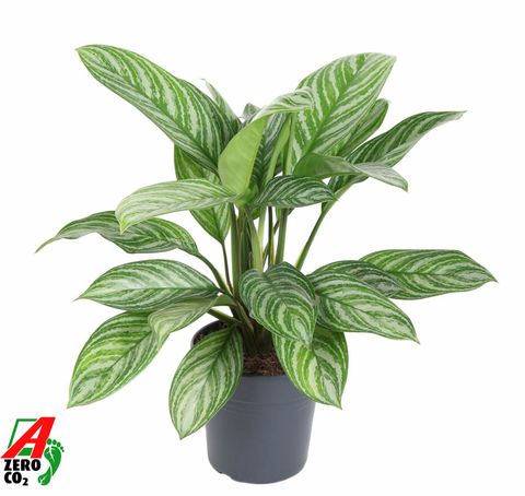 Aglaonema 'Stripes'