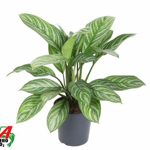 Aglaonema 'Stripes'