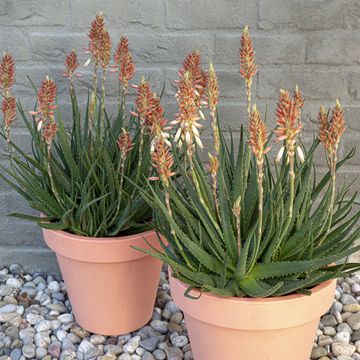 Aloe SAFARI SUNRISE