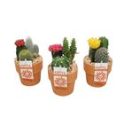 Arrangement Cactus