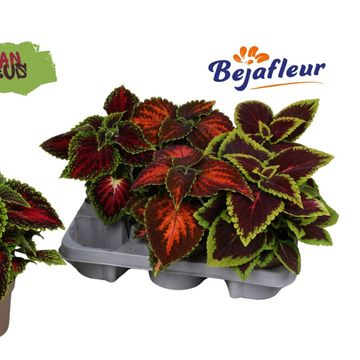 Coleus URBAN MIX