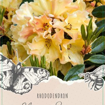 Rhododendron 'Nancy Evans'
