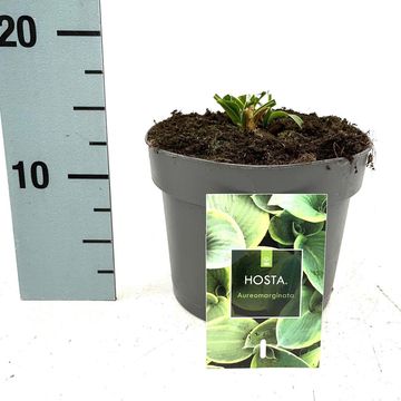 Hosta 'Fortunei Aureomarginata'