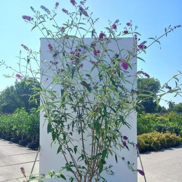 Buddleja davidii 'Royal Red'