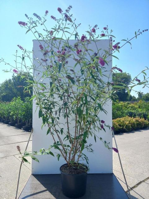 Buddleja davidii 'Royal Red'