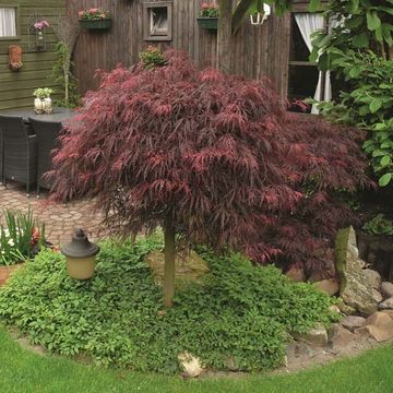 Acer palmatum 'Инаба-шидаре'