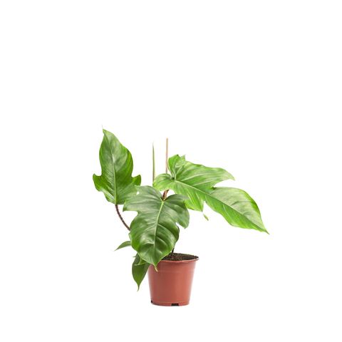 Filodendron squamiferum