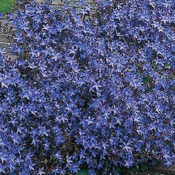 Campanula poscharskyana 'Stella'