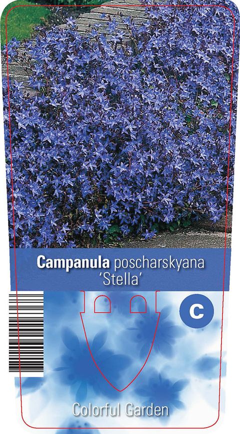 Campanula poscharskyana 'Stella'