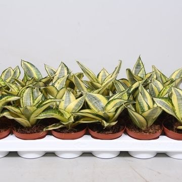 Sansevieria trifasciata 'Golden Hahnii'