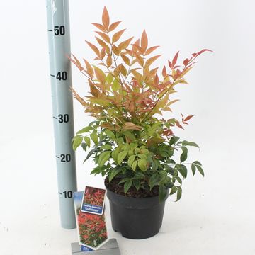 Nandina domestica 'Gulf Stream'