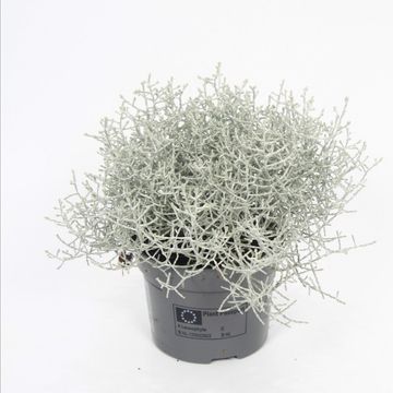 Leucophyta brownii
