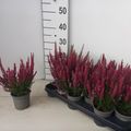 Calluna vulgaris BEAUTY LADIES STEFFI