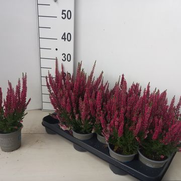 Calluna vulgaris BEAUTY LADIES STEFFI