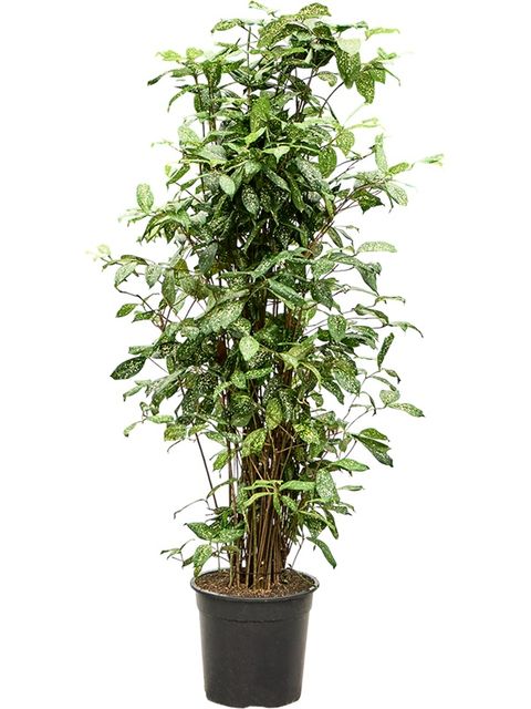 Dracaena surculosa