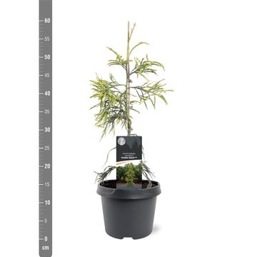 Cryptomeria japonica 'Kyara Gold'