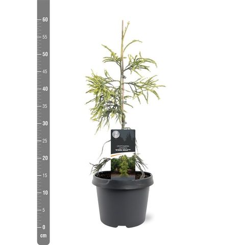 Cryptomeria japonica 'Kyara Gold'