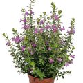 Leucophyllum frutescens