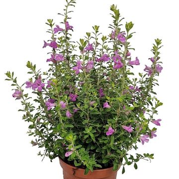 Leucophyllum frutescens