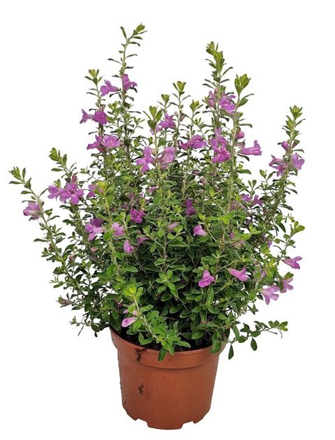 Leucophyllum frutescens