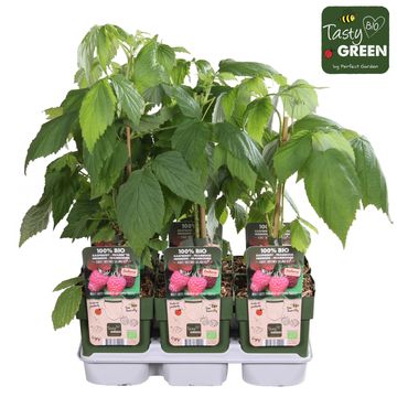 Rubus idaeus TWOTIMER SUGANA RED