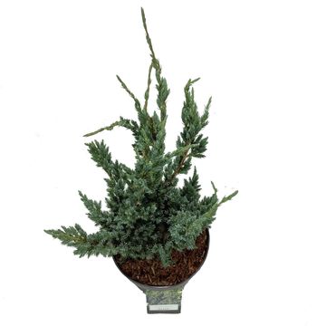 Juniperus squamata 'Meyeri'