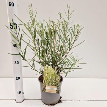 Ива rosmarinifolia