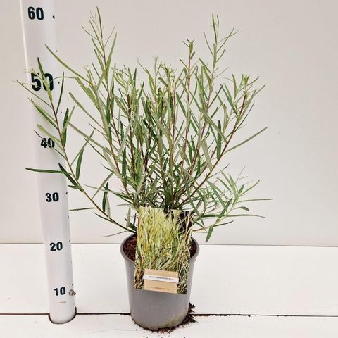 Salix rosmarinifolia