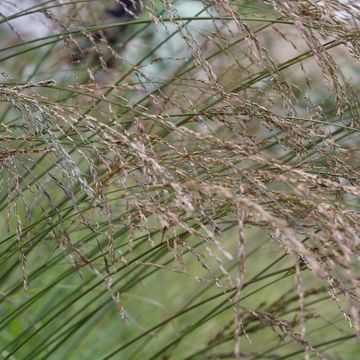 Molinia caerulea 'Variegata'