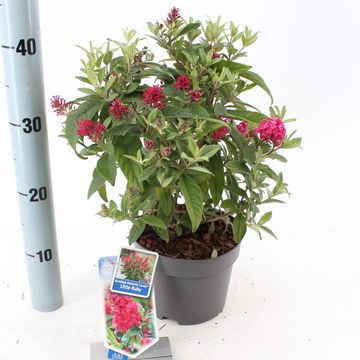 Buddleja davidii BUTTERFLY CANDY LITTLE RUBY