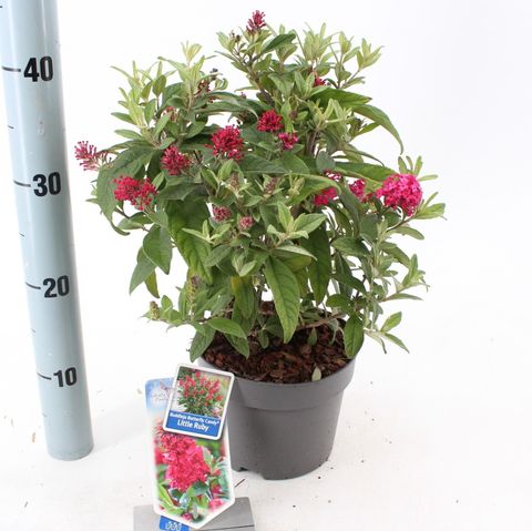 Buddleja davidii BUTTERFLY CANDY LITTLE RUBY