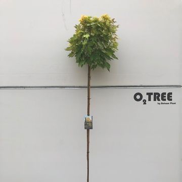 Acer pseudoplatanus 'Esk Sunset'