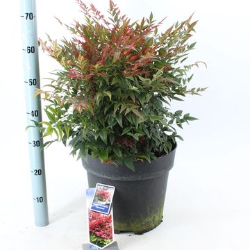 Nandina domestica OBSESSED