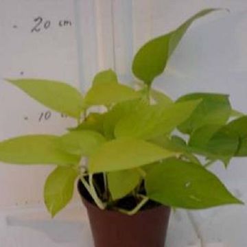 Epipremnum pinnatum 'Neon'