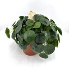 Pilea peperomioides