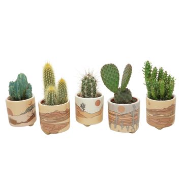 Kaktus MIX IN POT
