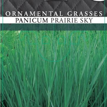 Panicum virgatum 'Prairie Sky'