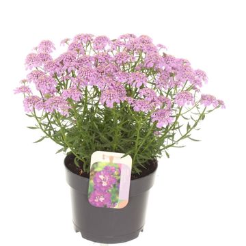 Iberis MERMAID LAVENDER Iberis MERMAID LAVENDER