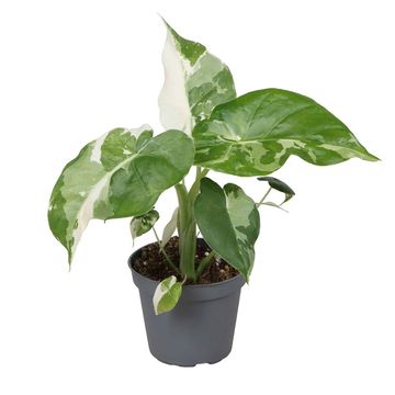 Alocasia gageana 'Albo Variegata'