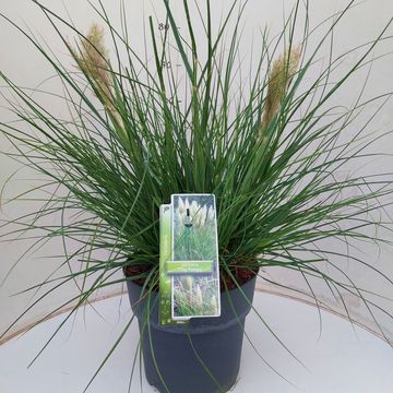 Cortaderia selloana TINY PAMPA