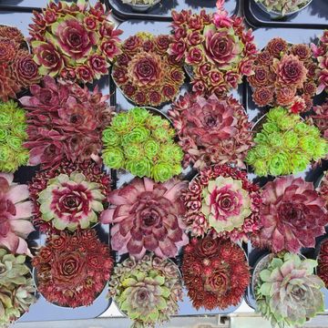 Sempervivum MIX