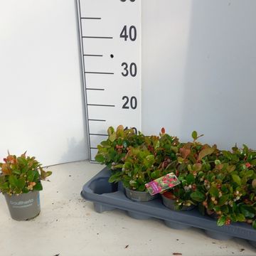 Gaultheria procumbens