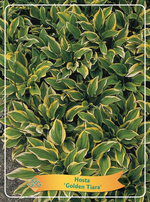 Hosta 'Golden Tiara'